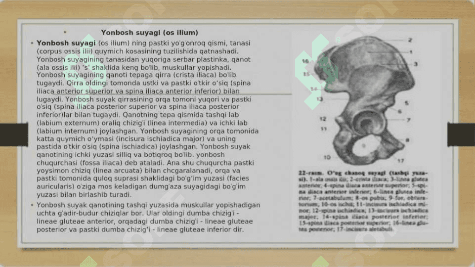 Chanoq va oyoq suyaklarining yoshga nisbatan xususiyatlari.Sport va mehnat faoliyatini chanoq va oyoq suyaklarigata'siri, rivojlanish nuqsonlari Kalla suyaklariningrentgenanatomiyasi 6