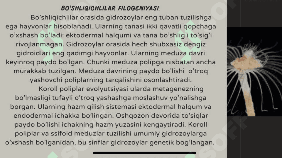 Hayvonot dunyosi evolyutsiyasi 7