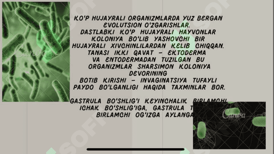 Hayvonot dunyosi evolyutsiyasi 8