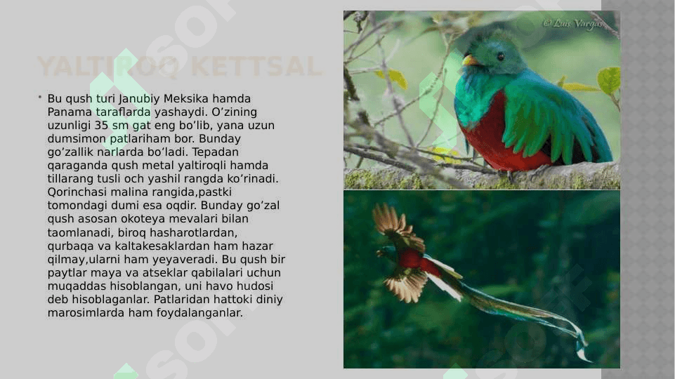 Noyob va  soni kamayib borayotgan qushlar, ularni muhofaza qilish 5