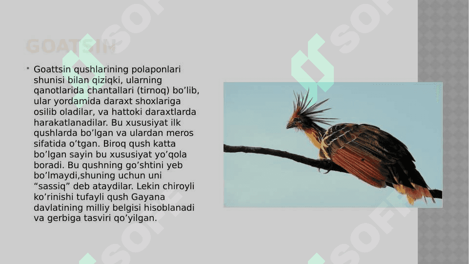 Noyob va  soni kamayib borayotgan qushlar, ularni muhofaza qilish 6