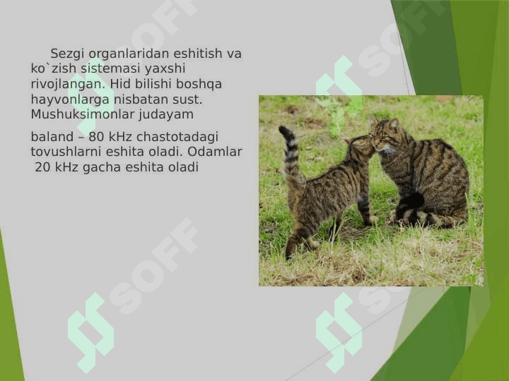 Mushuksimonlarga umumiy ta'rif 5