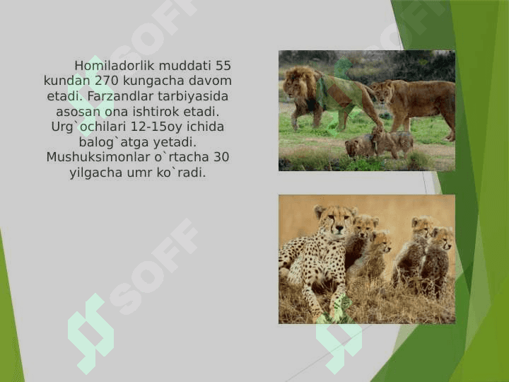Mushuksimonlarga umumiy ta'rif 7