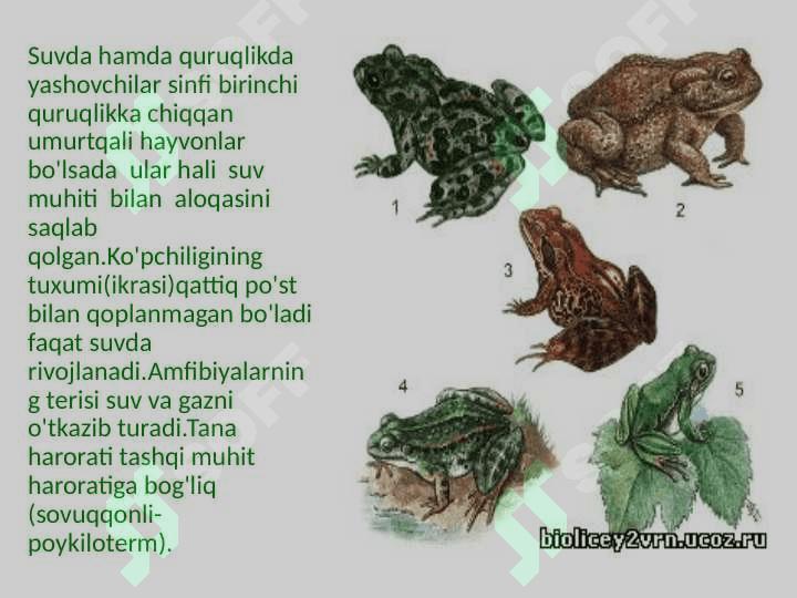 Suvda hamda quruqlikda yashovchilar sinfi 4
