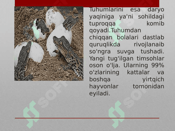 Timsohlar: tuzilishi va hayot kechirishi, asosiy turlari, tarqalishi 6