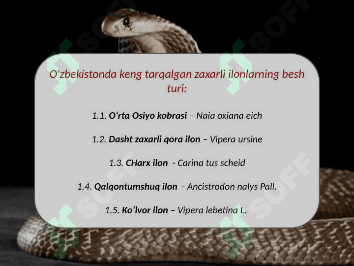 O'zbekistonning  zaharli ilonlari, ularning tarqalishi va ahamiyati 2