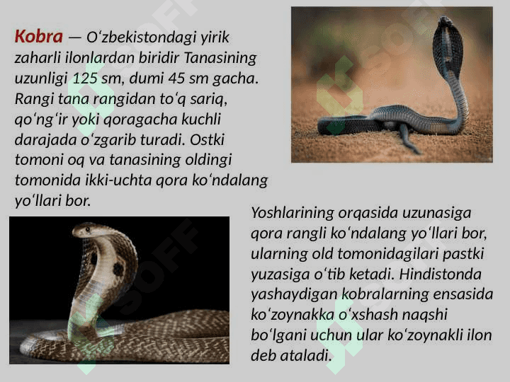 O'zbekistonning  zaharli ilonlari, ularning tarqalishi va ahamiyati 3