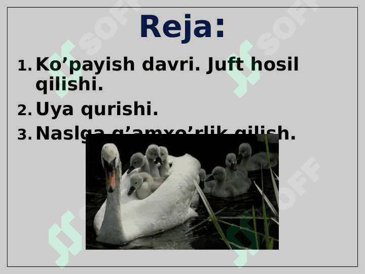 Qushlarning nasli to’g’risida g’amxo’rlik qilishi 2