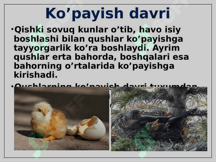 Qushlarning nasli to’g’risida g’amxo’rlik qilishi 3