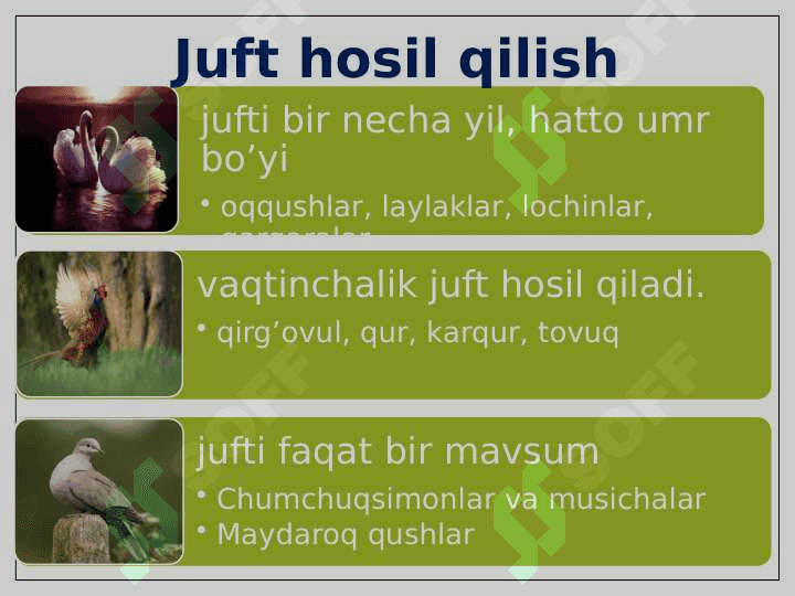 Qushlarning nasli to’g’risida g’amxo’rlik qilishi 4