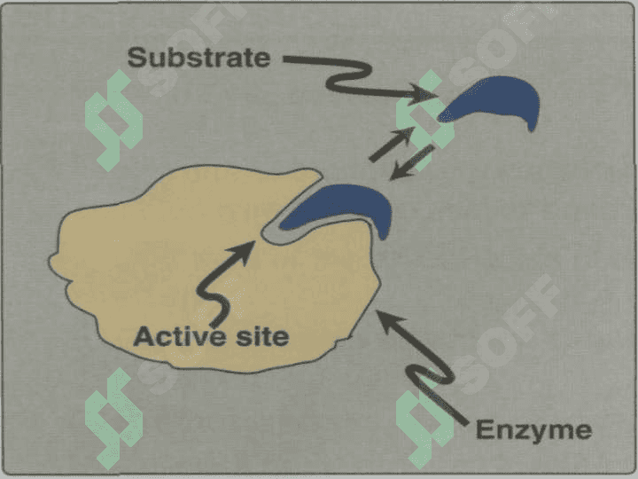 Fermentlar aktivligining boshqarilishi 5