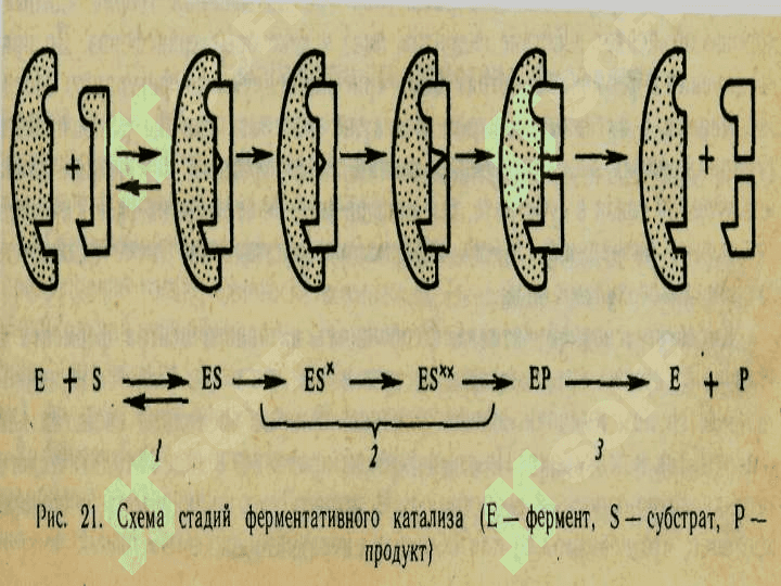 Fermentlar aktivligining boshqarilishi 7
