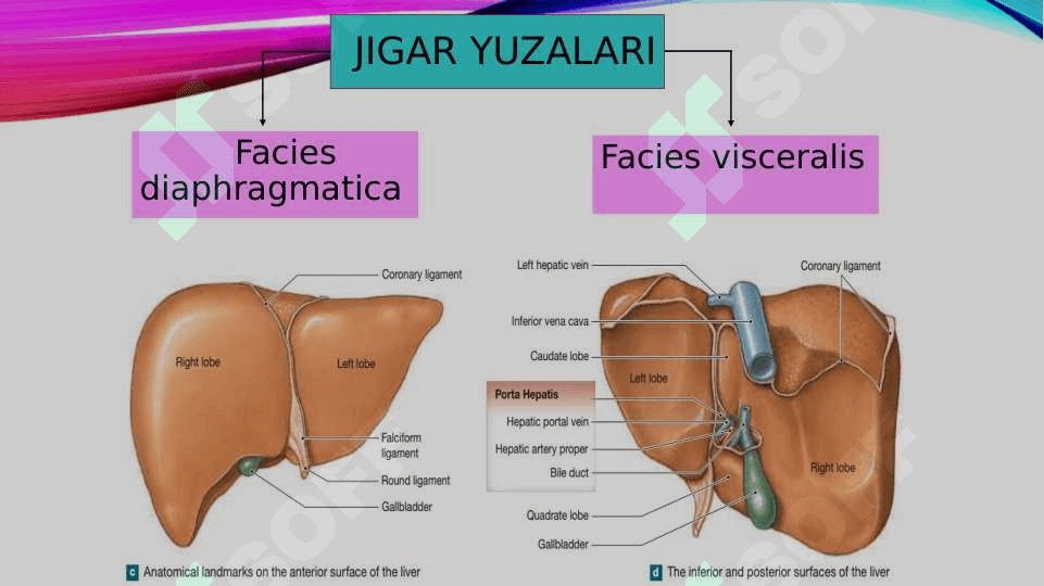 Jigar,  o`t pufagi ,me`daosti bezi 6