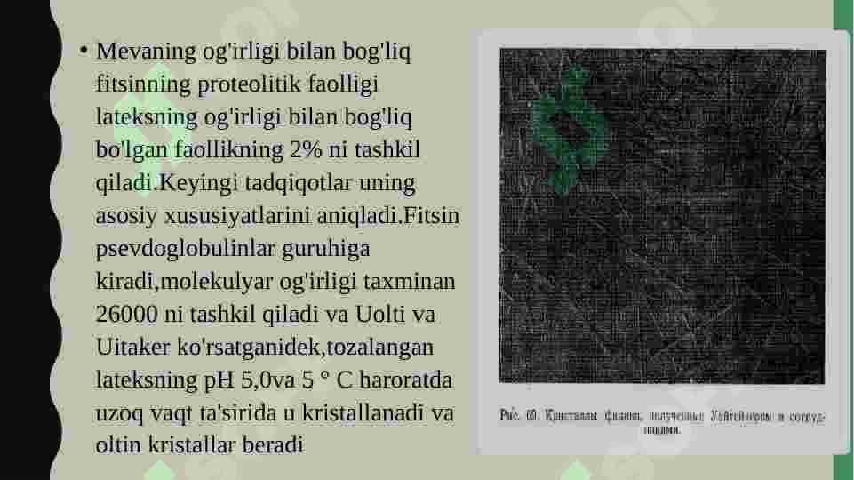 Fitsin fermentining oziq-ovqat sanoatida qo’llanilishi 4