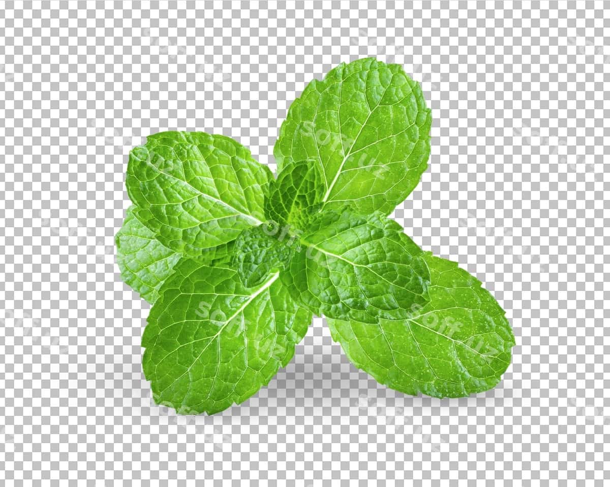 Taze nana yaponlari alpha qat | Fresh mint leaves alpha layer 1