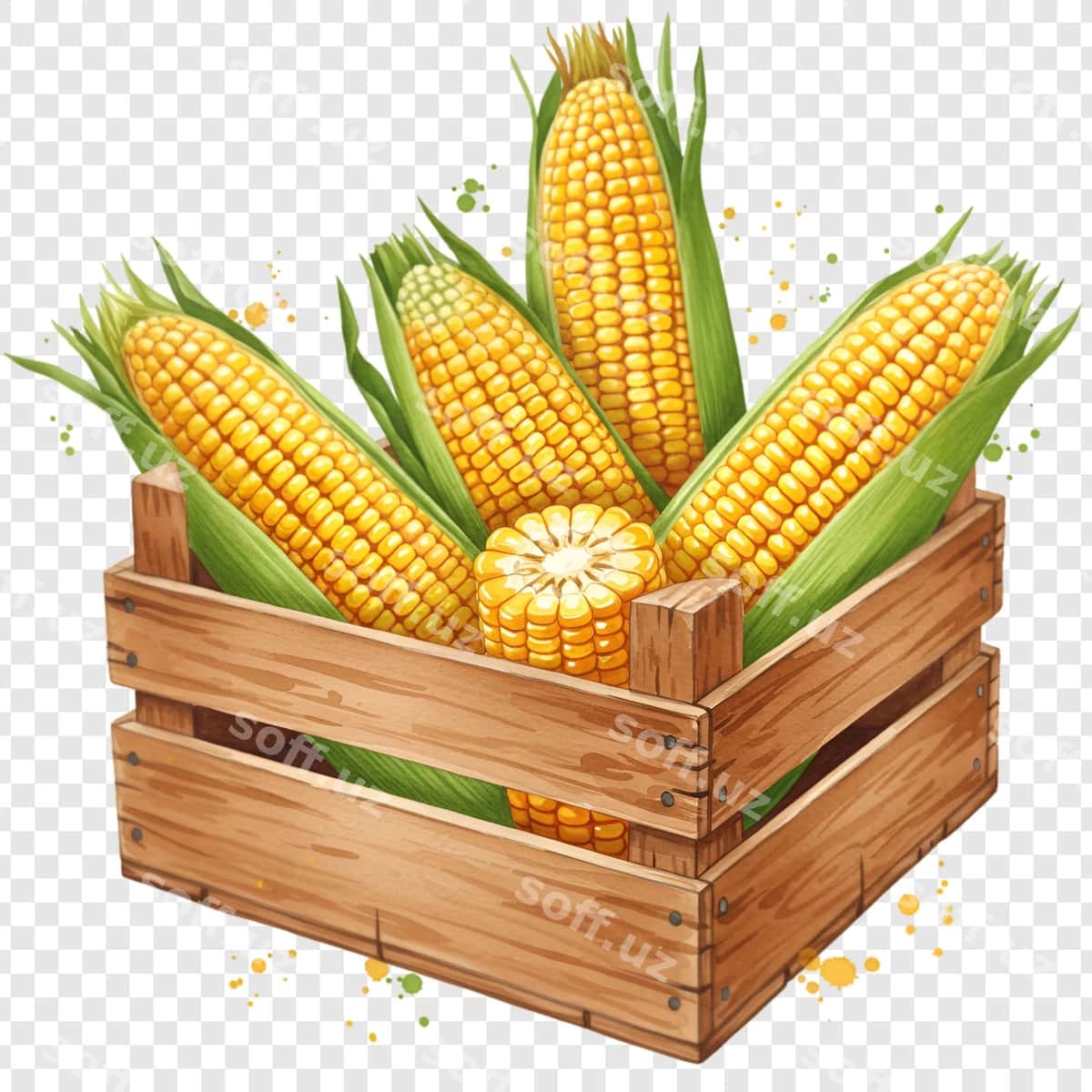 Yangi hosil qilingan makkajo'xori boshoqlari yog'och sandiq | Freshly harvested corn cobs wooden crate 1