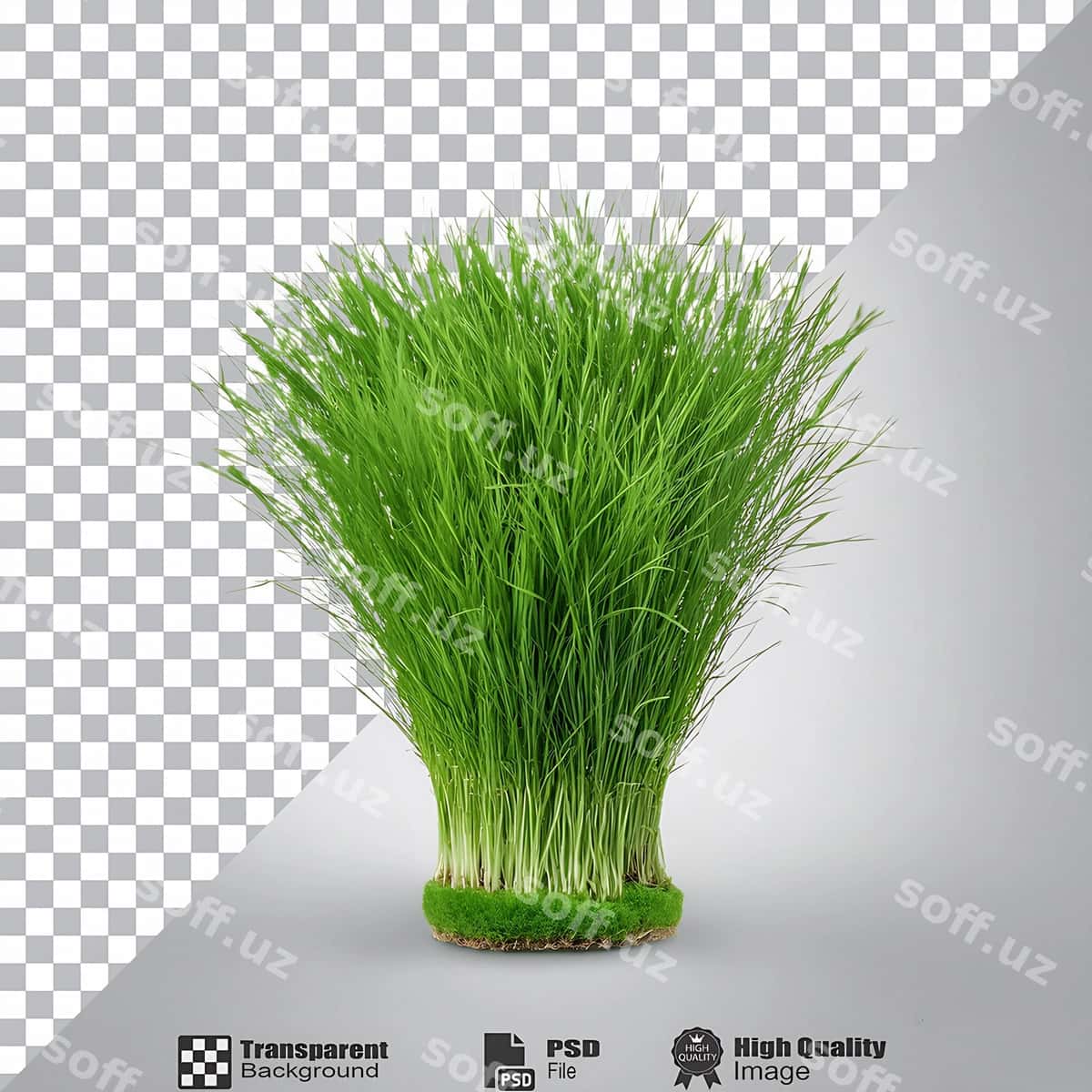 G grass isolated transparent background | G grass isolated transparent background 1