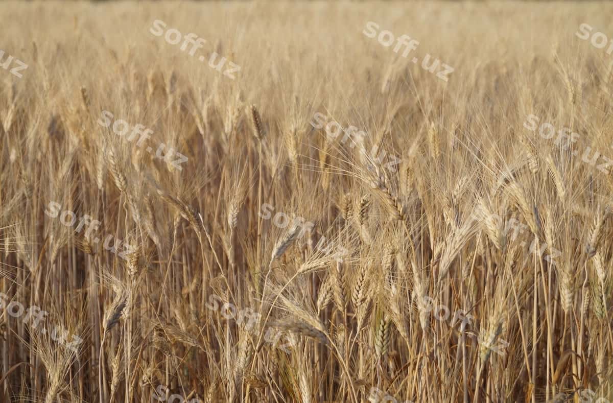 Bögʻ maydoni | Grain field 1