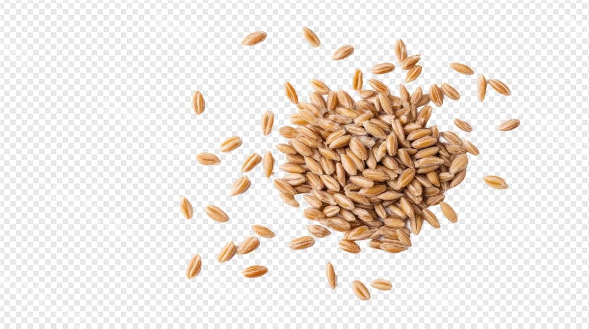 Sayyoh bögʻlari shaffof orqa fonda | Grains sesame transparent background 1