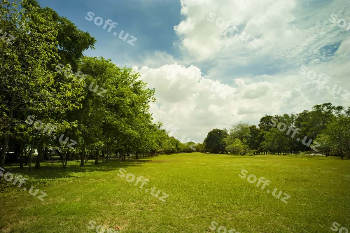 Yashil o't bog'i | Green grass park 1