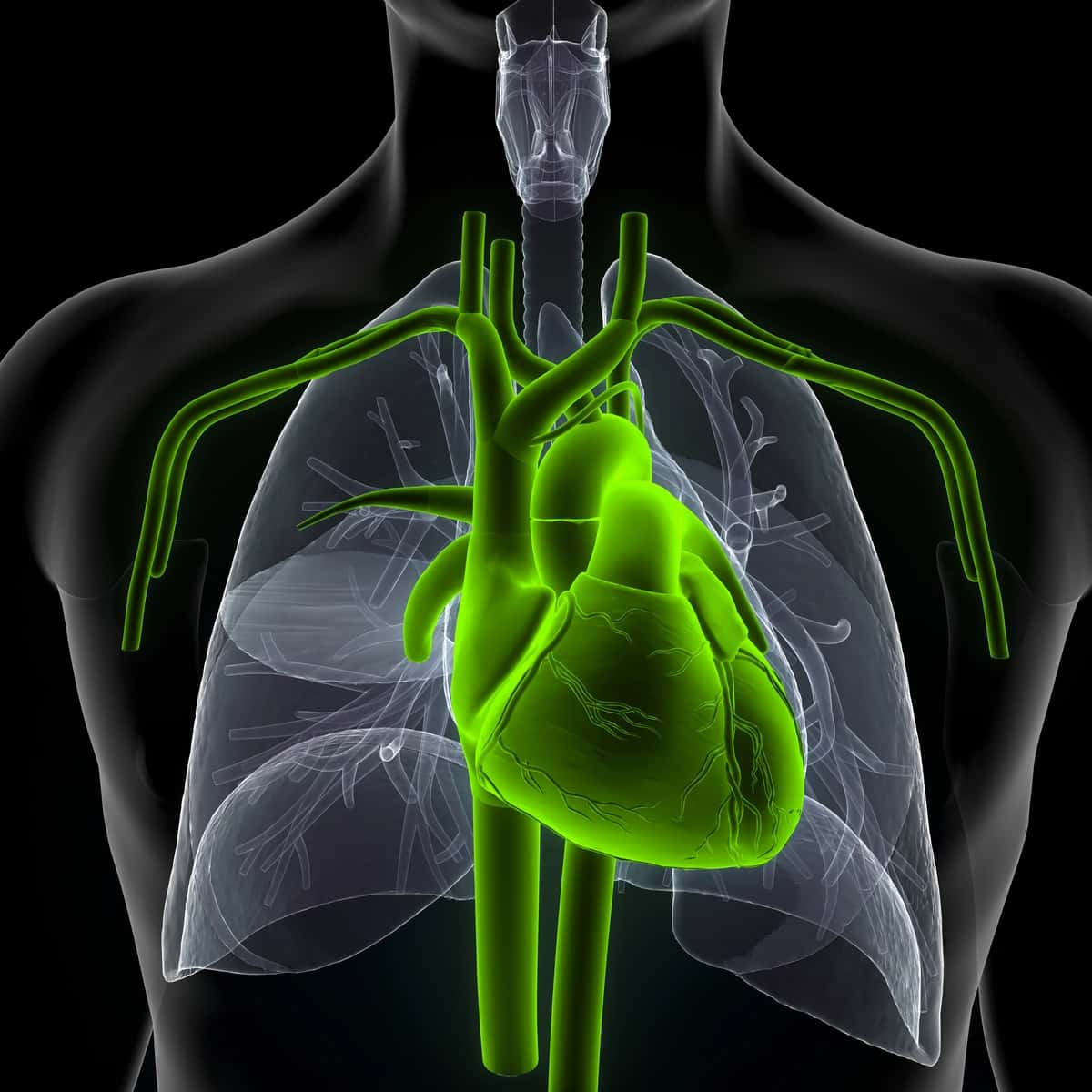 Yashil konturli yashil yurak inson qalbi | Green heart with green outline human heart 1