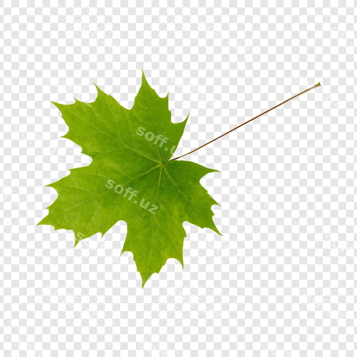 Yashil uch qovoq varagi | Green maple leaf 1