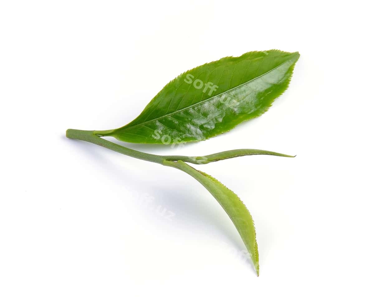 Yashil choy varaqi oq yuzada ajraltirilgan | Green tea leaf isolated white surface 1
