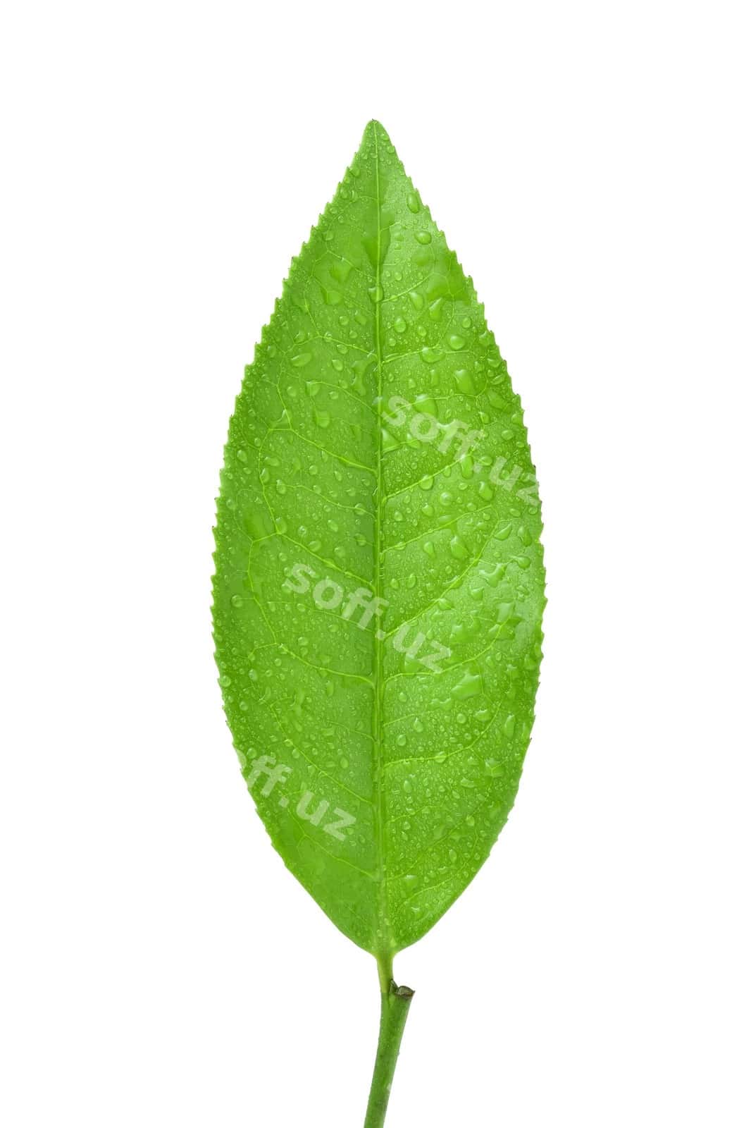 Yashil choy varaqi ajraltirilgan oq | Green tea leaf isolated white 1