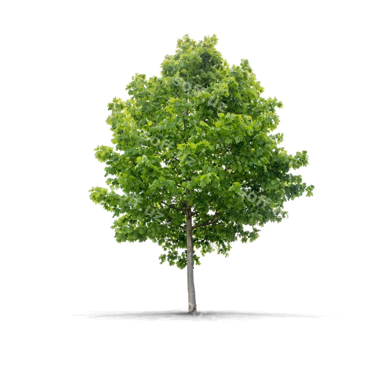 Yashil daraxt oq fon | Green tree white background 1