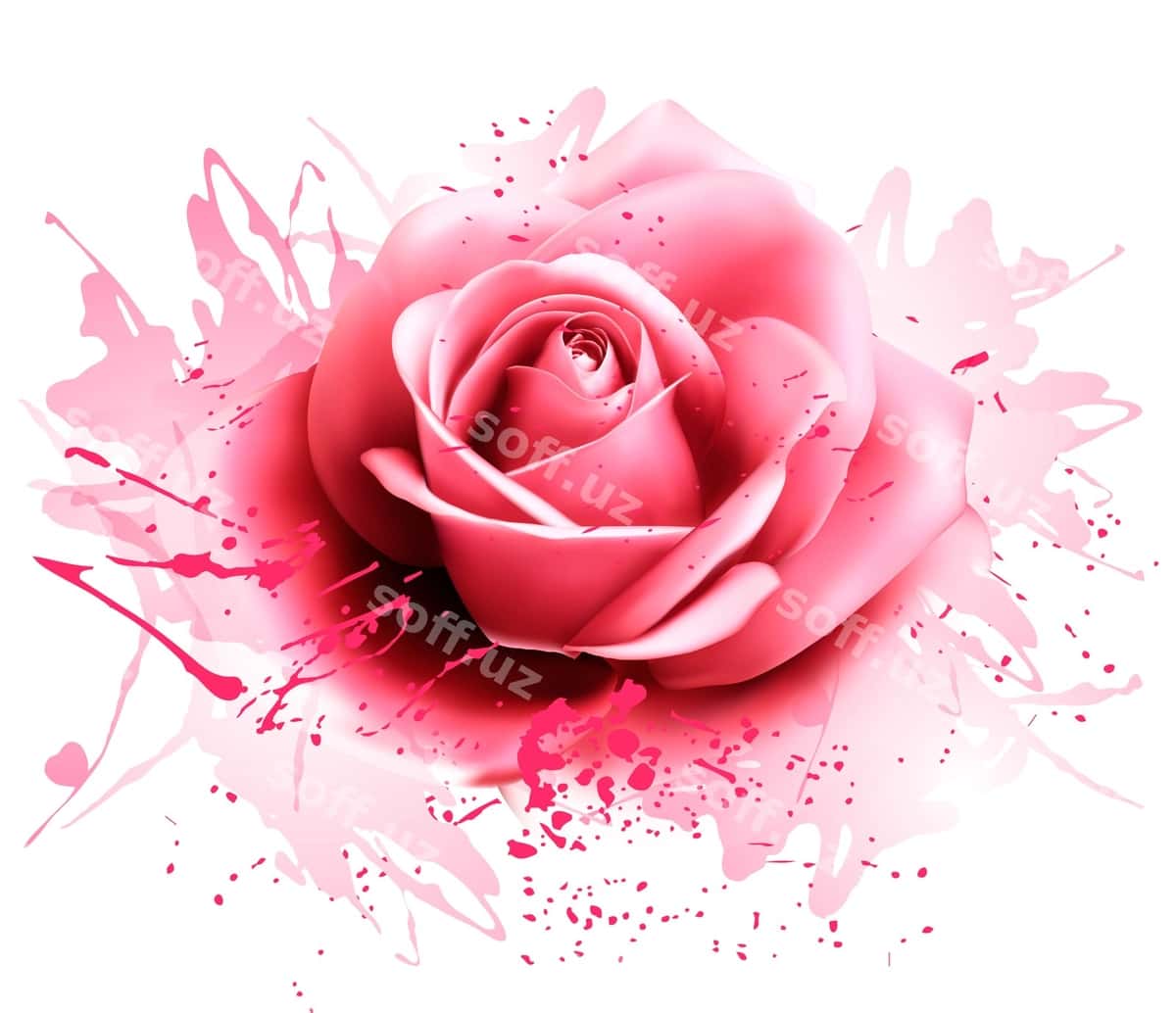 Tabrik kartochkasi gulche guli vektori | Greeting card with pink rose vector 1