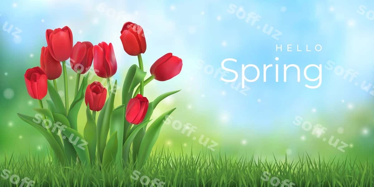 Salom bahor buketi qizil lolalar | Hello spring bouquet red tulips 1