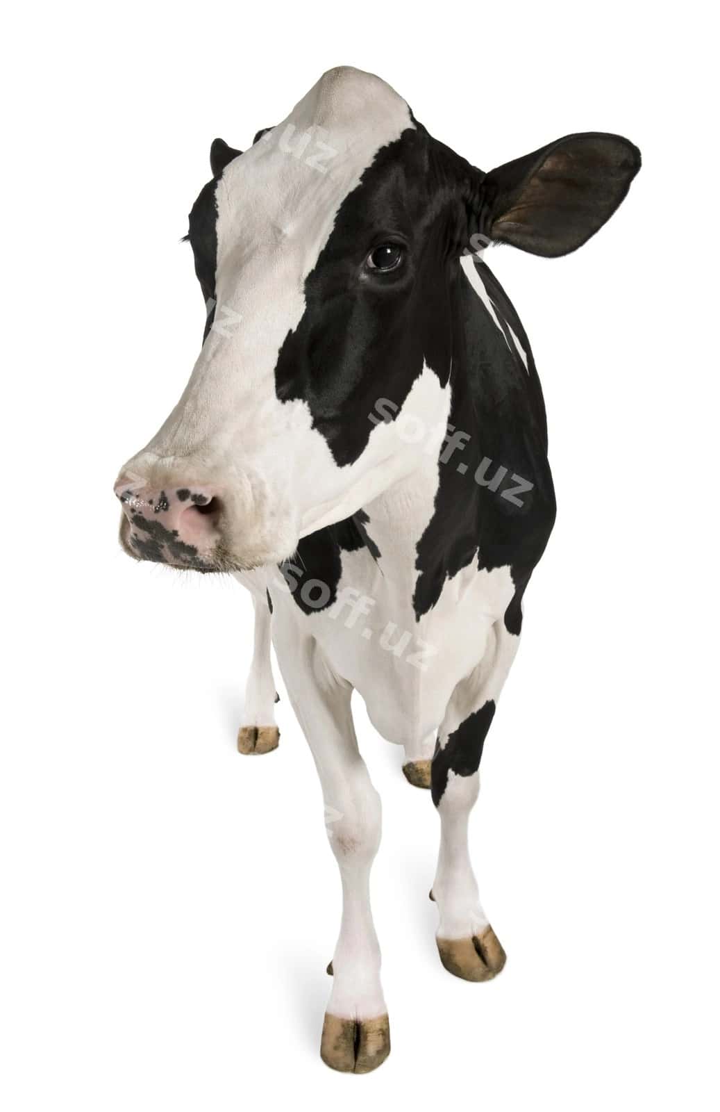 Holstein sigiri tirmonda | Holstein cow standing 1