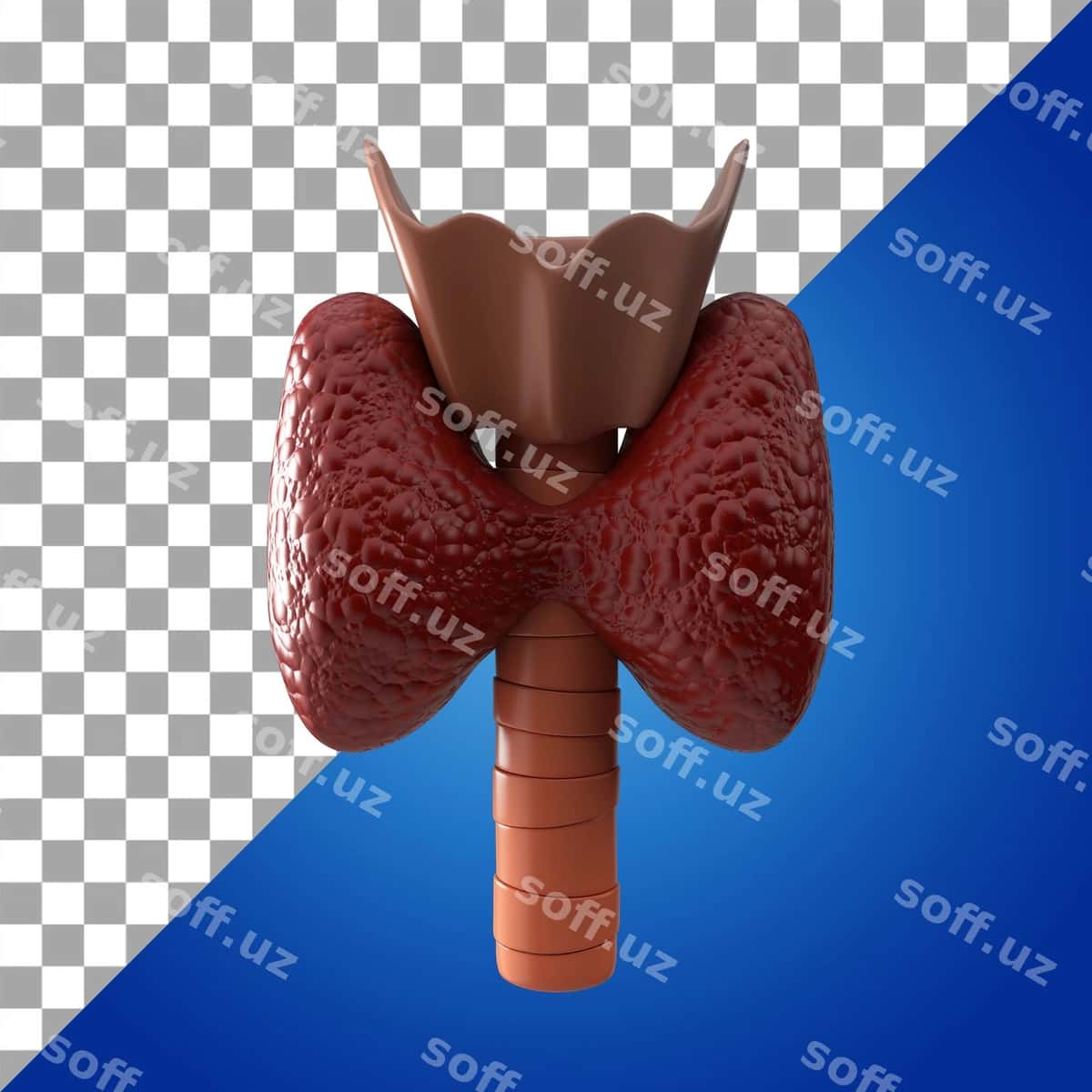 Inson ichidagi shimoliy qafas uch o'lchovli ikon | Human internal organ thyroid 3d icon 1
