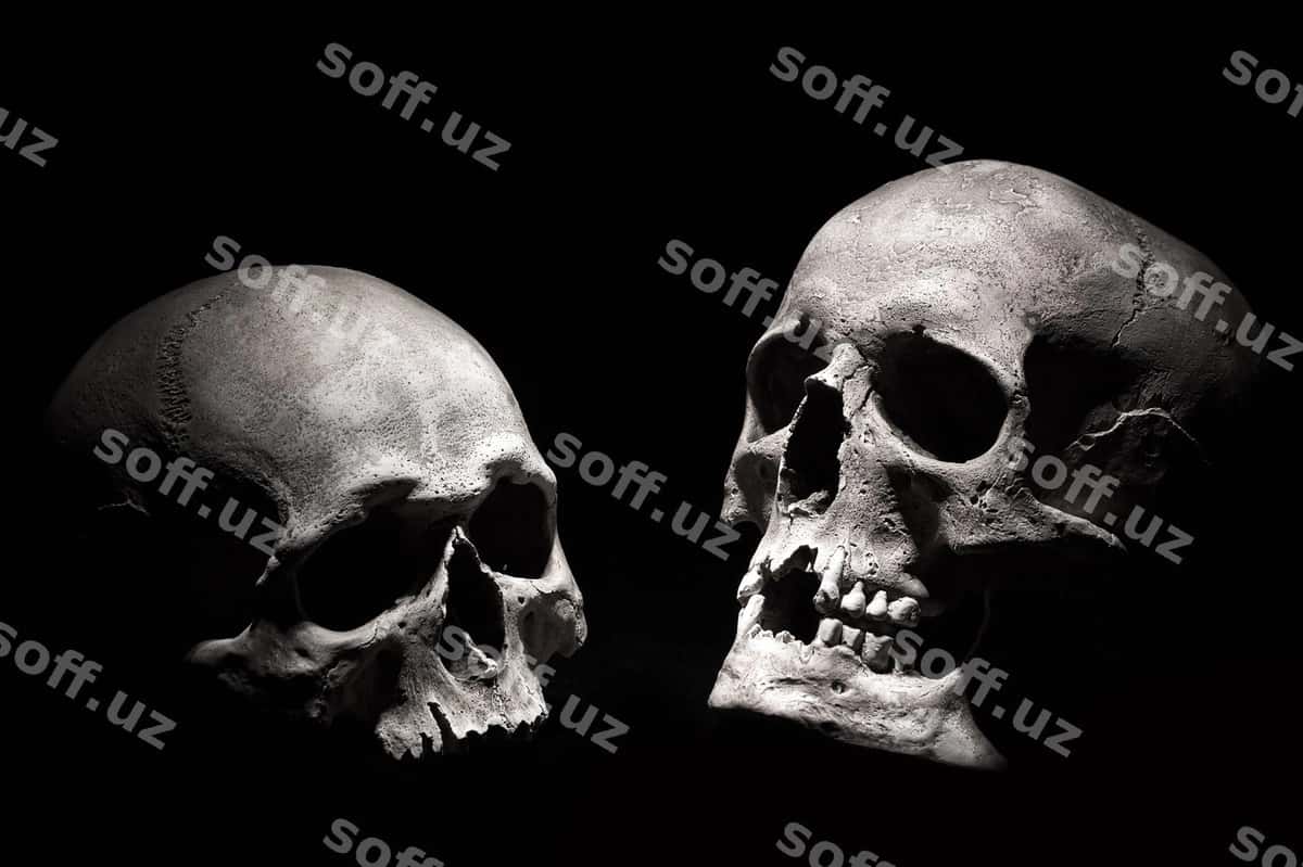 Inson bosh suvlari qora fon | Human skulls black background 1