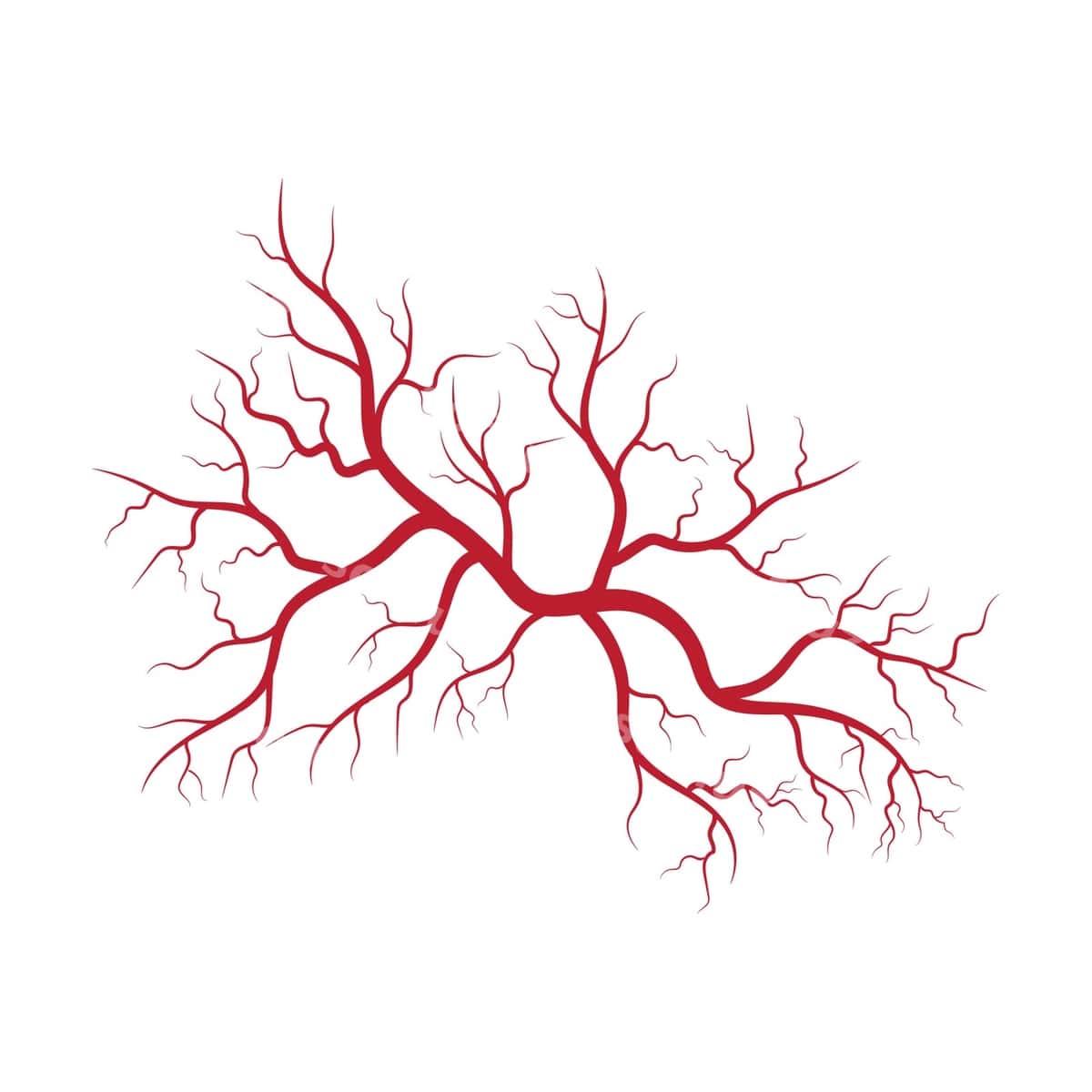 Inson venalari arteriyalarining illyustratsiyasi | Human veins arteries illustration 1