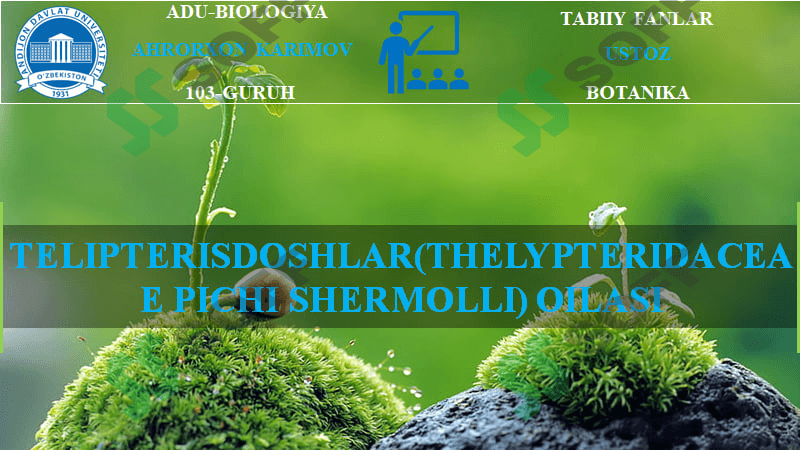 TELIPTERISDOSHLAR(THELYPTERIDACEAE PICHI SHERMOLLI) OILASI 1
