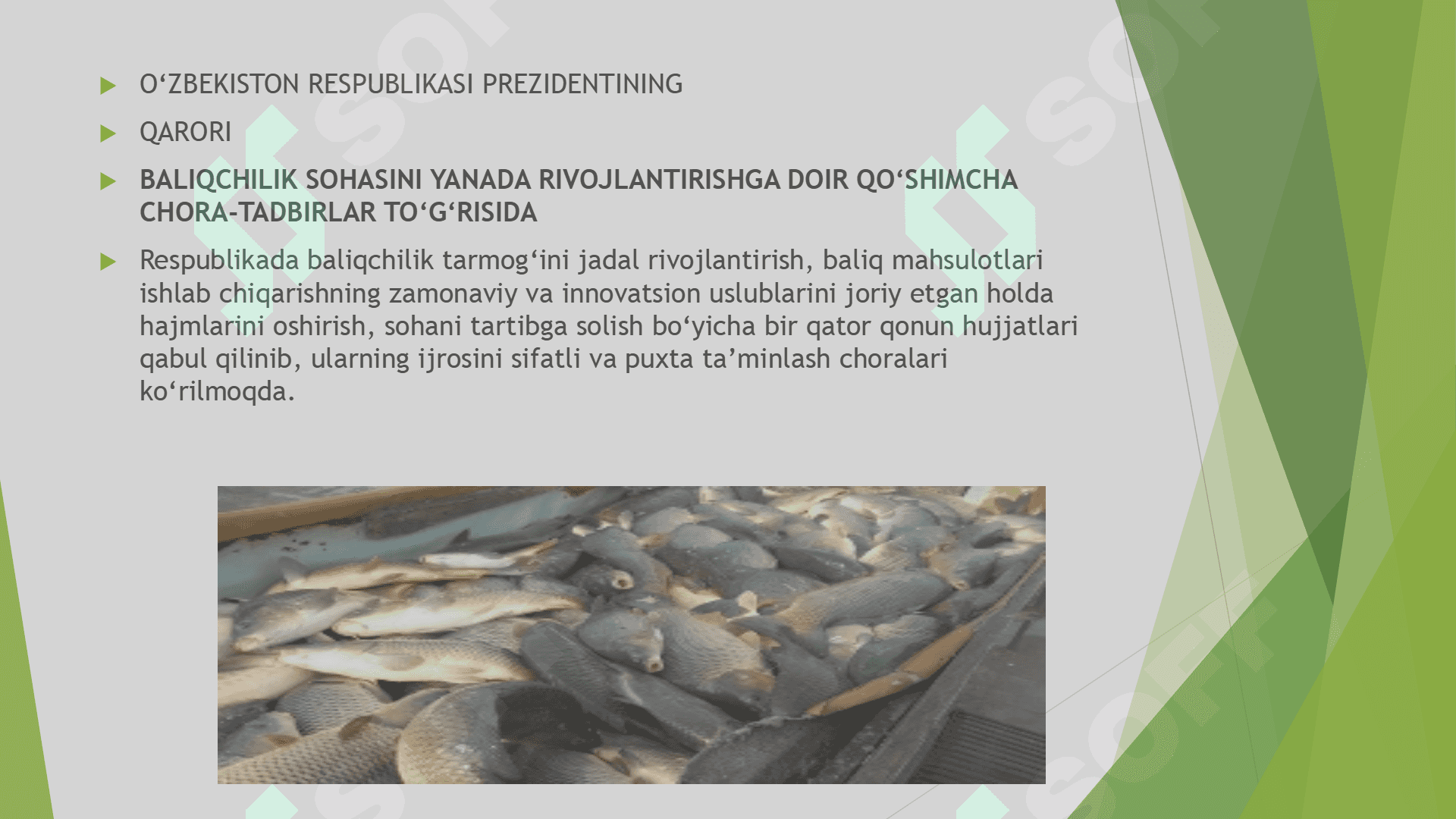 O'zbekistonda Baliqchilik 2