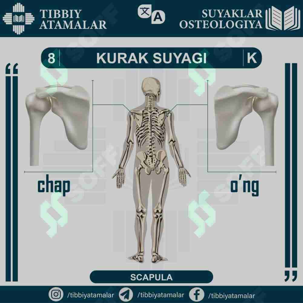 kurak - scapula