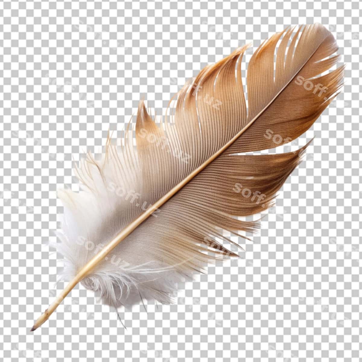 Uzun patli shaffof fon | Long feather transparent background 1