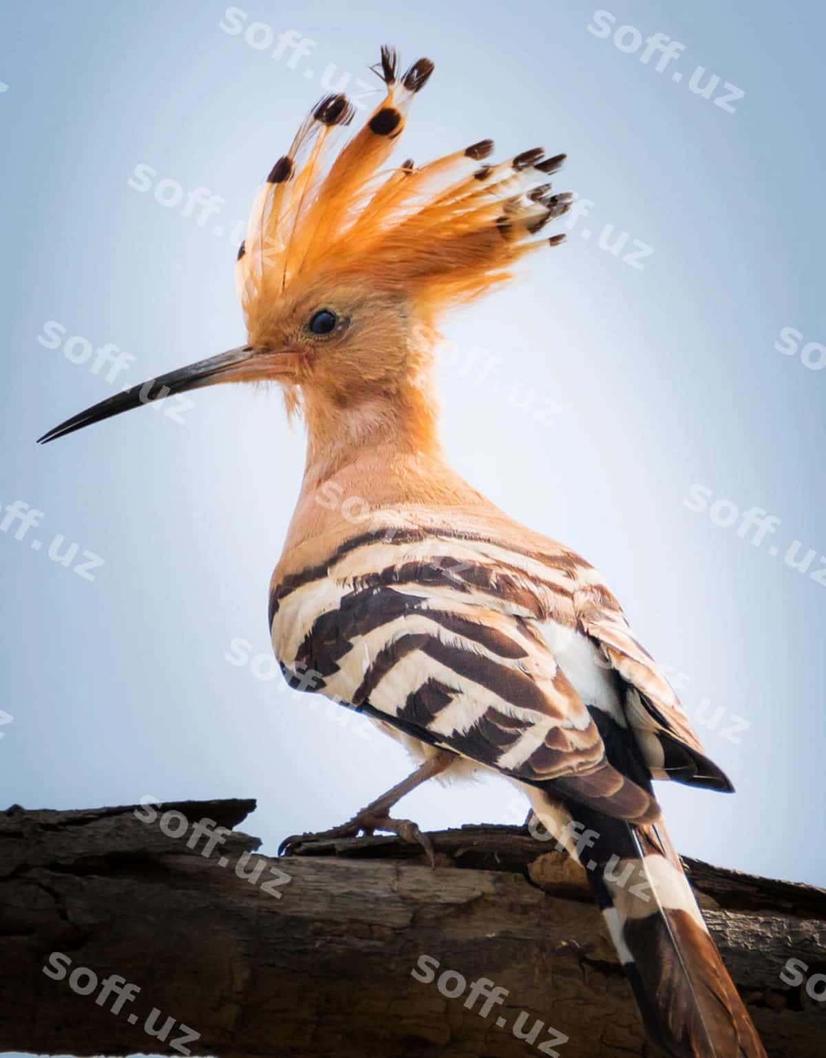 Past burchakli ko'rinishdagi qush daraxtga qo'nmoqda | Low angle view bird perching tree 1