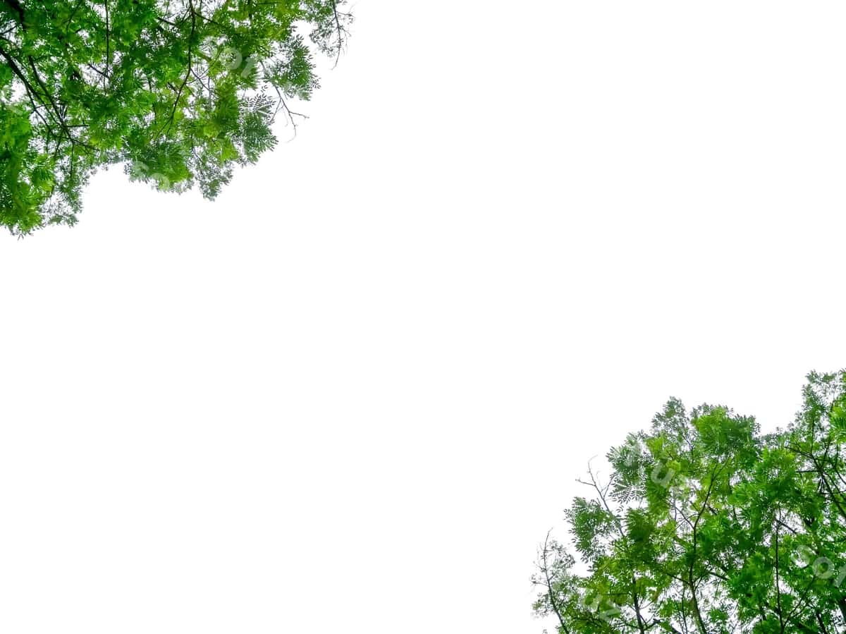 Pastki burchakdan ko'rinishdagi daraxt aniq osmon orqali | Low angle view tree against clear sky 1