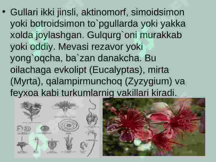 Mirtanomalar qabilasi 4