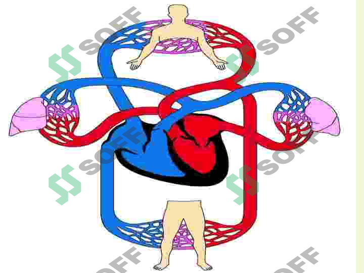 EKG 4