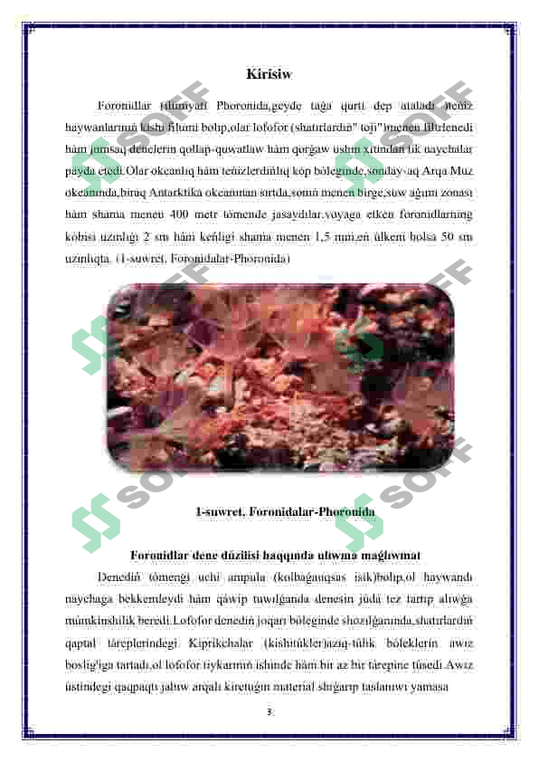 Foronidalar-Phoronida 3