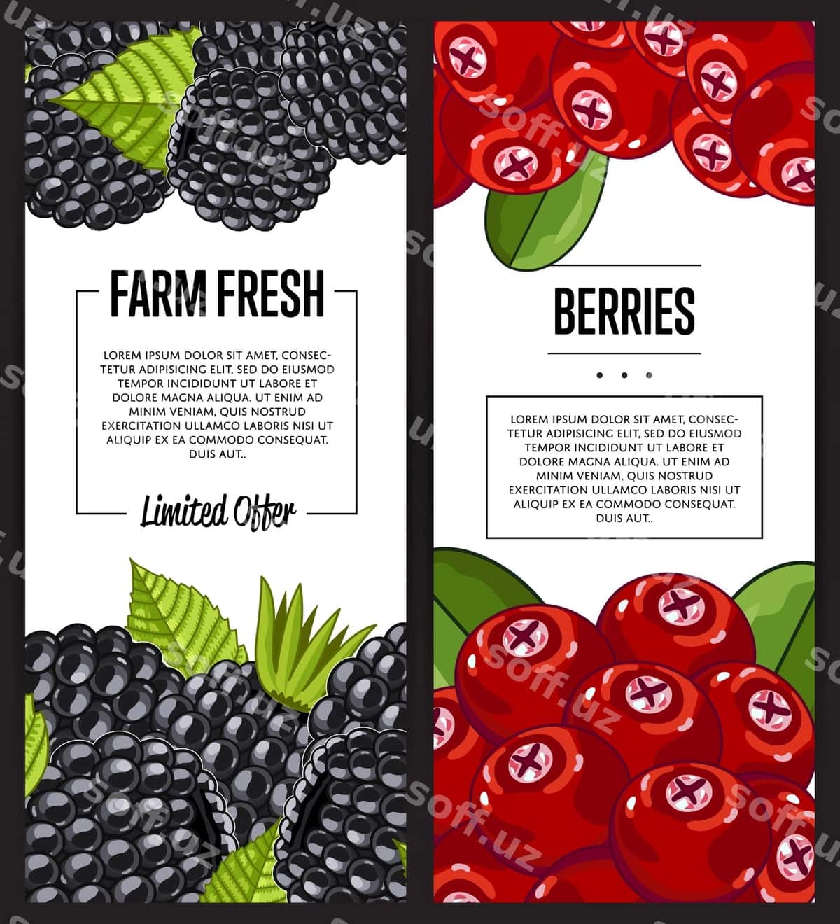 Organik ferma yangi boring broshyur komplekti | Organic farm fresh berry flyer set 1