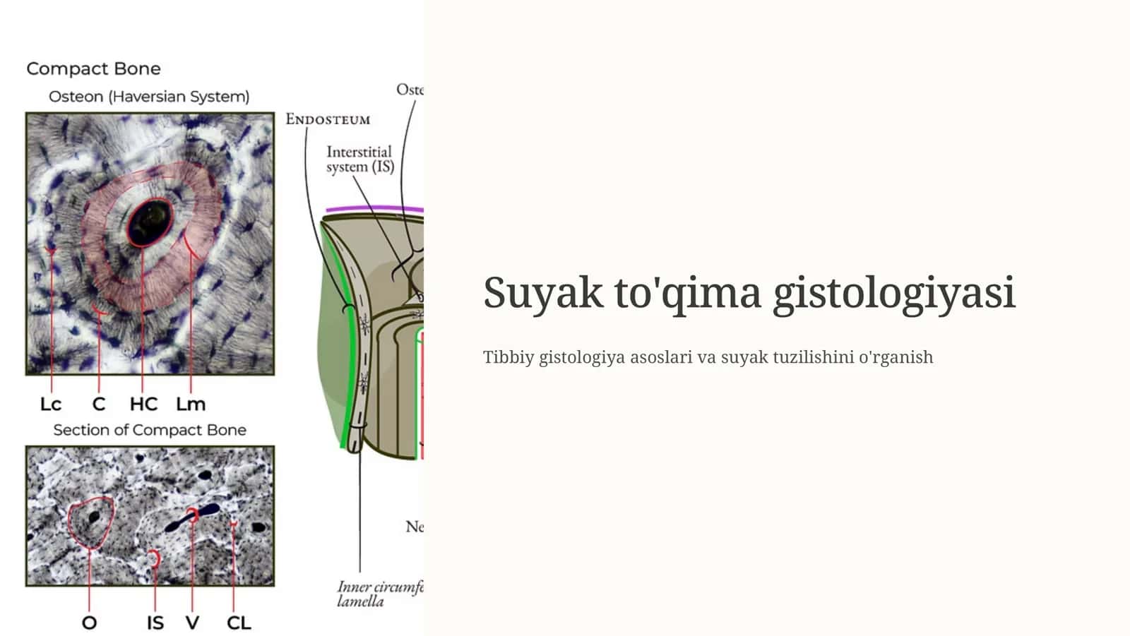 Suyak  to'qima 1