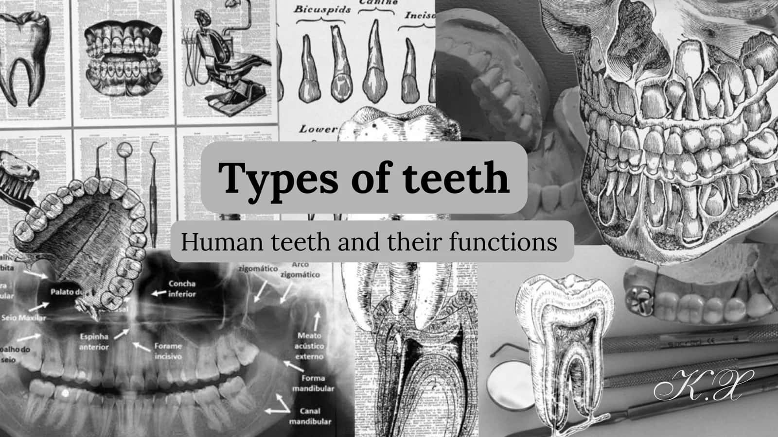 Types of teeth 1