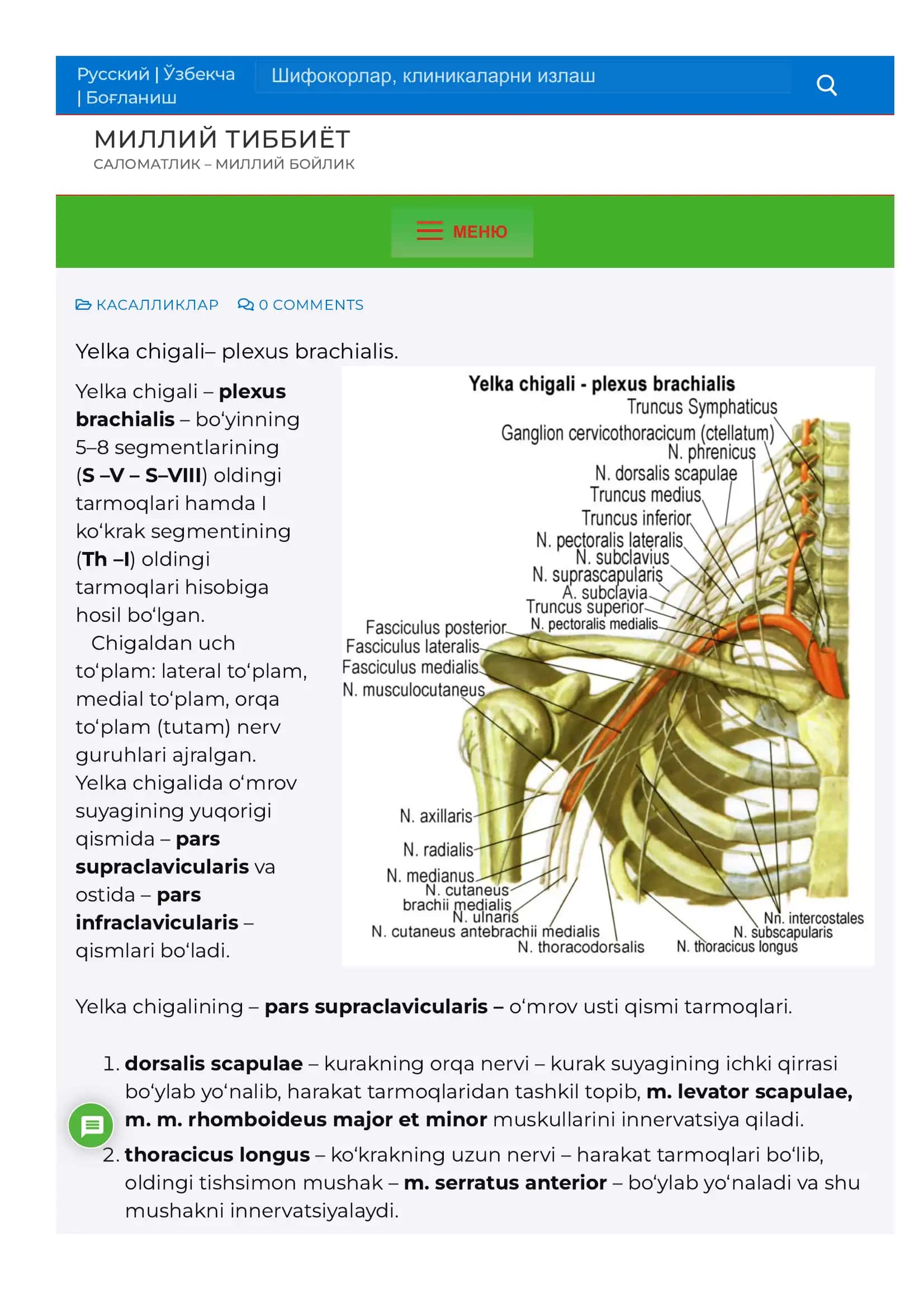 Yelka chigali– plexus brachialis. 1
