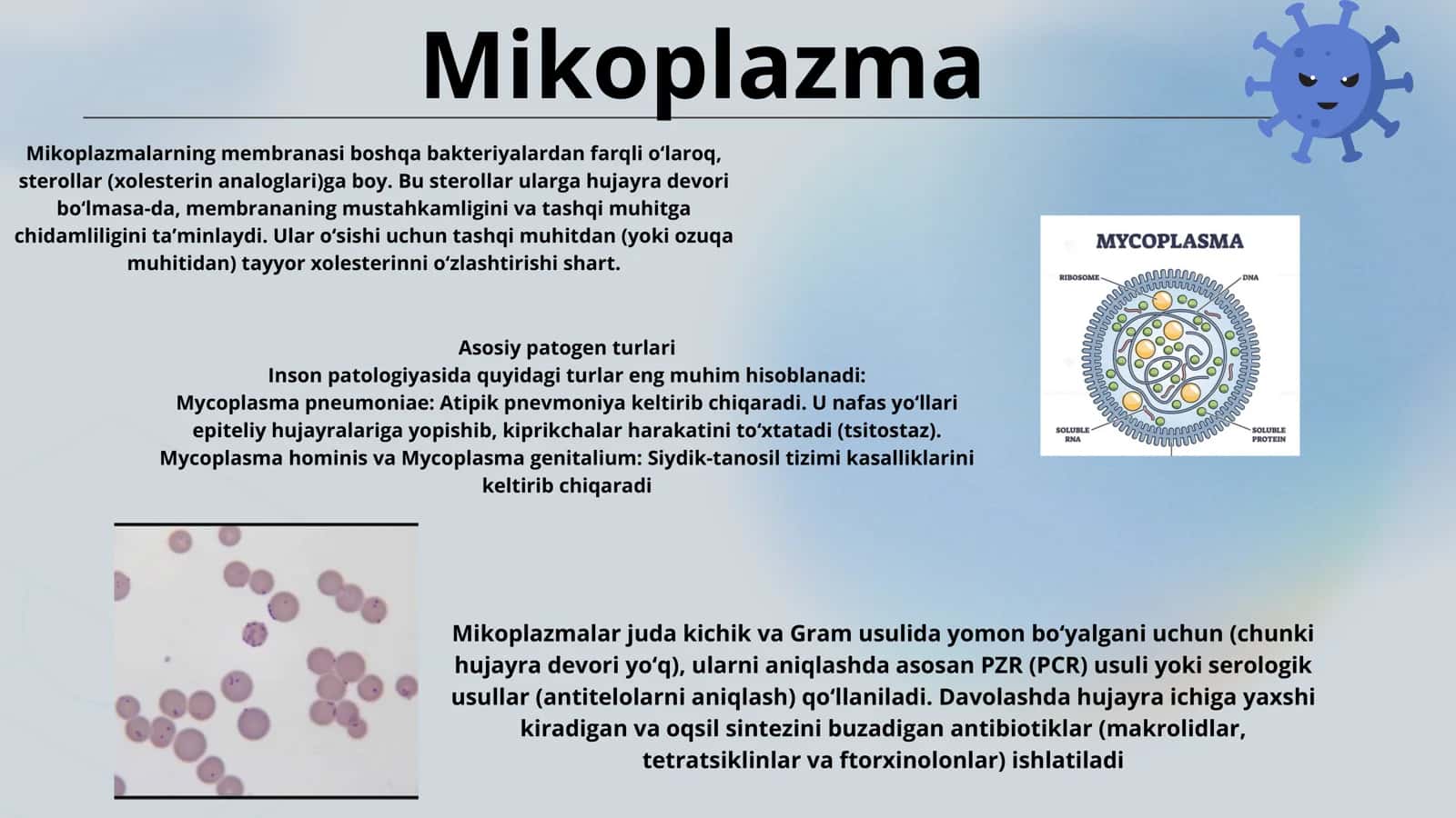 Mycoplasma turlari 1