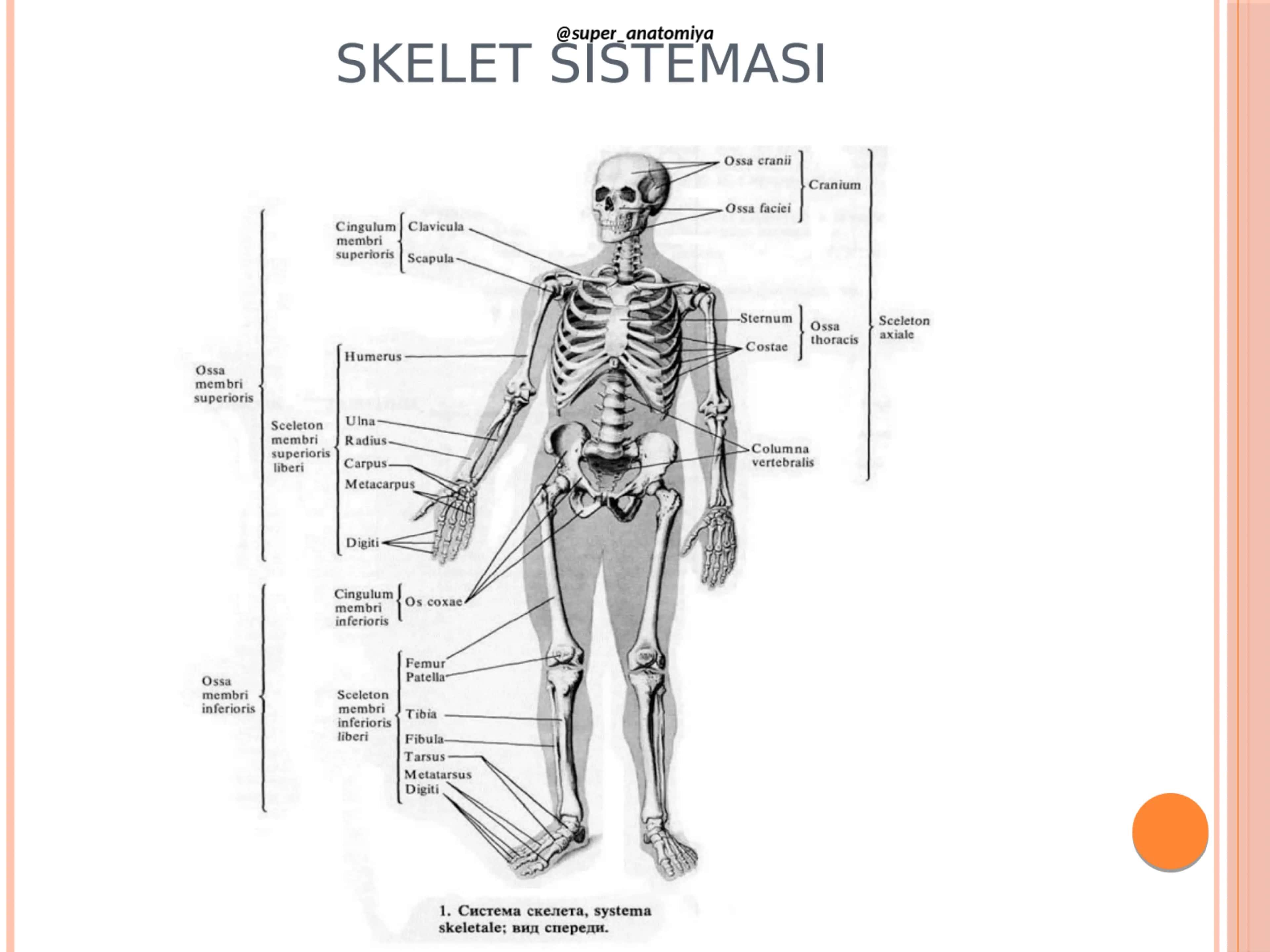 Skelet sistemasi 1